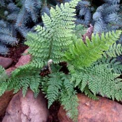 Mosbregne Polystichum Setiferum 'Proliferum' 10 Cm. Potte 4 Mosbregne Polystichum Setiferum 'Proliferum' 10 Cm. Potte -Plantetorvet p1527 50963 polystichum setiferum proliferum 1243