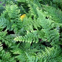 Mosbregne Polystichum Setiferum 'Proliferum' 10 Cm. Potte 5 Mosbregne Polystichum Setiferum 'Proliferum' 10 Cm. Potte -Plantetorvet p1527 50964 polystichum setiferum proliferum e6e2