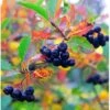 Surbær 'Norðîc® Aron' Aronia Melanocarpa 'Norðîc® Aron' 5 Liter Potte 2 Surbær 'Norðîc® Aron' Aronia Melanocarpa 'Norðîc® Aron' 5 Liter Potte -Plantetorvet p152 47305 aronia melanocarpa nordjic aron eb98