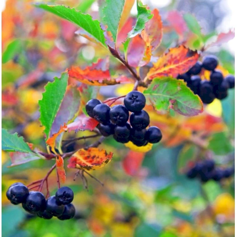 Surbær 'Norðîc® Aron' Aronia Melanocarpa 'Norðîc® Aron' 5 liter potte Surbær 'Norðîc® Aron' Aronia Melanocarpa 'Norðîc® Aron' 5 Liter Potte -Plantetorvet p152 47305 aronia melanocarpa nordjic aron eb98