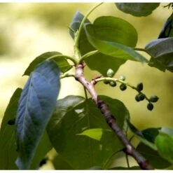 Vestamerikansk Balsampoppel 'OP42' Populus Trichocarpa 'OP42' Potte 10 Liter 200-250 Cm.