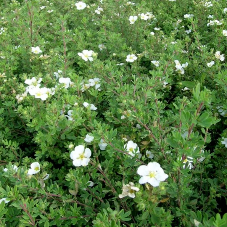 Buskpotentil 'Abbotswood' Potentilla Fruticosa 'Abbotswood' Potte 2,0 liter,- 25-30 cm. Buskpotentil 'Abbotswood' Potentilla Fruticosa 'Abbotswood' Potte 2,0 Liter,- 25-30 Cm. -Plantetorvet p1547 47394 potentilla fruticosa abbotswood c07d