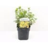 Buskpotentil 'Goldfinger' Potentilla Fruticosa 'Goldfinger' Potte 2,0 Liter,- 25-30 Cm. -Plantetorvet p1550 33937 potentilla fruticosa goldfinger 0dc1