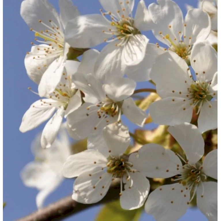 Fuglekirsebær Prunus Avium Stammehøjde ca. 180-200. + krone,- omkreds 14-16cm. med klump. Fuglekirsebær Prunus Avium Stammehøjde Ca. 180-200. + Krone,- Omkreds 14-16cm. Med Klump. -Plantetorvet p1601 41197 prunus avium f02d