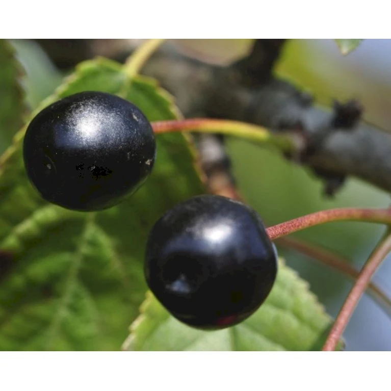 Fuglekirsebær Prunus Avium Stammehøjde ca. 180-200. + krone,- omkreds 14-16cm. med klump. Fuglekirsebær Prunus Avium Stammehøjde Ca. 180-200. + Krone,- Omkreds 14-16cm. Med Klump. -Plantetorvet p1601 41198 prunus avium 89b2