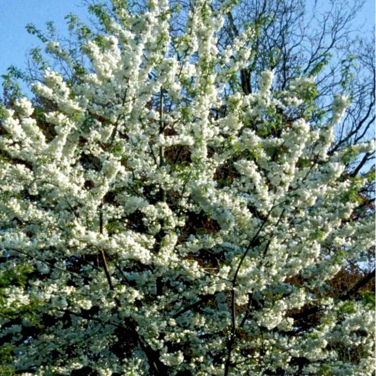 Fuglekirsebær Prunus Avium Stammehøjde ca. 180-200. + krone,- omkreds 14-16cm. med klump. Fuglekirsebær Prunus Avium Stammehøjde Ca. 180-200. + Krone,- Omkreds 14-16cm. Med Klump. -Plantetorvet p1601 41199 prunus avium e184