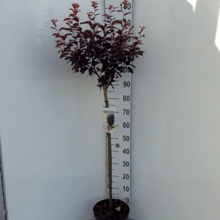 Blodblomme Prunus Cer. 'Nigra' Opstammet 90 cm. 7,5 liter potte Blodblomme Prunus Cer. 'Nigra' Opstammet 90 Cm. 7,5 Liter Potte -Plantetorvet p1606 34520 prunus cer nigra 5335