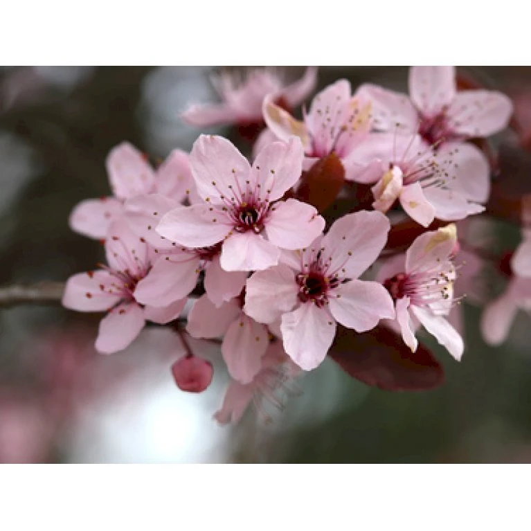 Blodblomme Prunus Cer. 'Nigra' Opstammet 90 cm. 7,5 liter potte Blodblomme Prunus Cer. 'Nigra' Opstammet 90 Cm. 7,5 Liter Potte -Plantetorvet p1606 8172 prunus cer nigra e27c