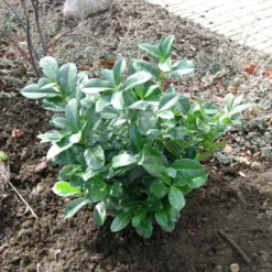 Kirsebærlaurbær 'Etna' Prunus Laurocerasus 'Etna' Opstammet 180 Cm. 12 Liter Potte -Plantetorvet p1609 47485 prunus laurocerasus etna 3545