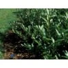 Kirsebærlaurbær 'Prufon' Prunus Laurocerasus 'Prufon' Med Klump,- 50-60 Cm. 2 Kirsebærlaurbær 'Prufon' Prunus Laurocerasus 'Prufon' Med Klump,- 50-60 Cm. -Plantetorvet p1611 1287 prunus laurocerasus prufon 22aa