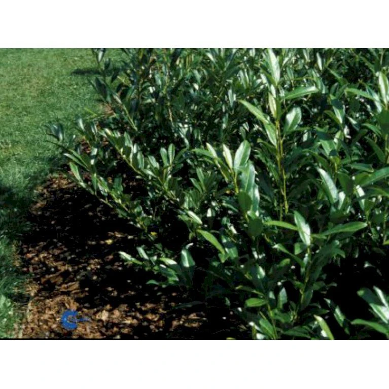 Kirsebærlaurbær 'Prufon' Prunus Laurocerasus 'Prufon' Med klump,- 50-60 cm. Kirsebærlaurbær 'Prufon' Prunus Laurocerasus 'Prufon' Med Klump,- 50-60 Cm. -Plantetorvet p1611 1287 prunus laurocerasus prufon 22aa