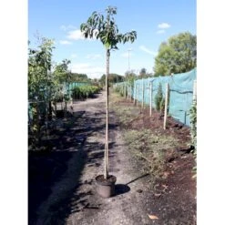 Hængende Japansk Kirsebær 'Kiku-Shidare-Sakura' Prunus Serrulata 'Kiku-shidare-sakura' Opstammet 150 Cm. Med Potte 4 Hængende Japansk Kirsebær 'Kiku-Shidare-Sakura' Prunus Serrulata 'Kiku-shidare-sakura' Opstammet 150 Cm. Med Potte -Plantetorvet p1629 34064 prunus serrulata kiku shidare sakura 96ea