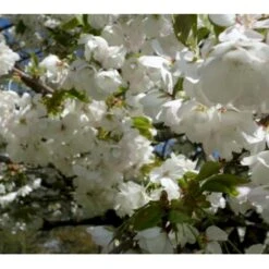 Japansk Kirsebær 'Shirotae' Prunus Serrulata 'Shirotae' Potte 10 Liter 200-250 Cm.