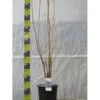 Japansk Søjlekirsebær Prunus Serulata 'Amanogawa' Potte 20 Liter,- 150-175 Cm.