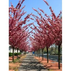 Japansk Kirsebær 'Kanzan' Prunus Serrulata 'Kanzan' Opstammet 220 Cm. Stammeomk. 8-10 Cm. 20 L. Potte 4 Japansk Kirsebær 'Kanzan' Prunus Serrulata 'Kanzan' Opstammet 220 Cm. Stammeomk. 8-10 Cm. 20 L. Potte -Plantetorvet p1633 21540 prunus serulata kanzan 54a8