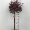 Dværgblodblomme Prunus X Cistena Opstammet 110 Cm. 7,5 Liter Potte 1 Dværgblodblomme Prunus X Cistena Opstammet 110 Cm. 7,5 Liter Potte -Plantetorvet p1646 34523 prunus x cistena e320