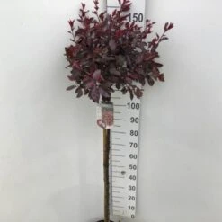 Dværgblodblomme Prunus X Cistena Opstammet 110 Cm. 7,5 Liter Potte