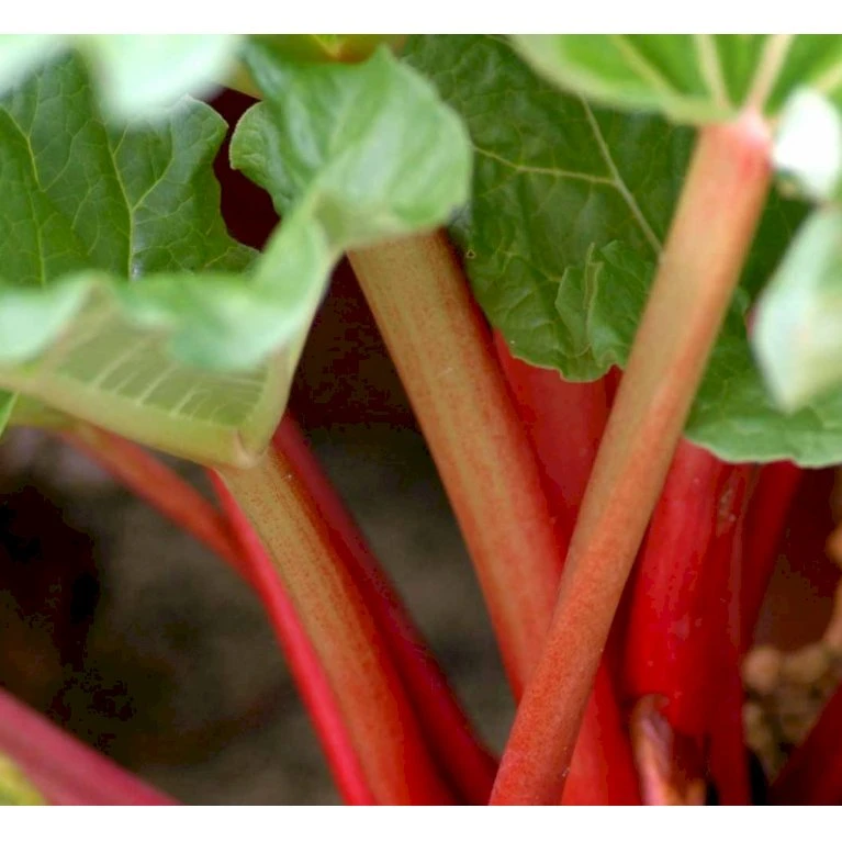 Rabarber 'Elmblitz' Rheum 'Elmblitz' (Jordbærrabarber) 3,5 liter potte Rabarber 'Elmblitz' Rheum 'Elmblitz' (Jordbærrabarber) 3,5 Liter Potte -Plantetorvet p1697 38770 rheum rhabarbarum elmblitz 5486