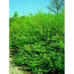 Fjeldribs 'Dima' Ribes Alpinum 'Dima' 3,5 Liter Potte