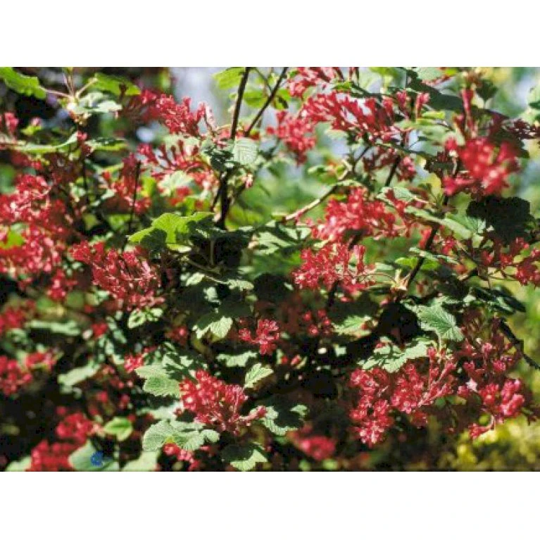 Blodribs 'Koja' Ribes Sanguineum 'Koja' 5 Liter potte Blodribs 'Koja' Ribes Sanguineum 'Koja' 5 Liter Potte -Plantetorvet p1712 1374 ribes sanguineum koja 063d