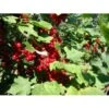 Ribs 'Stanza' Ribes Rubrum 'Stanza' 3,5 Liter Potte -Plantetorvet p1715 1377 ribes rubrum stanza 4933