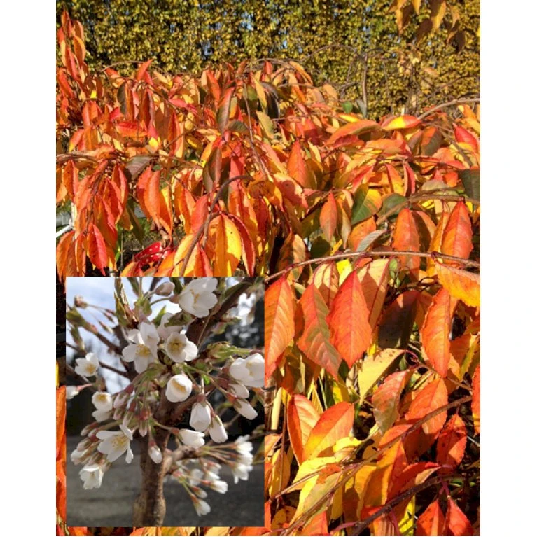Prydkirsebær 'Shidare Yoshino' Prunus X Yedoensis 'Shidare Yoshino' Opstammet 180 cm. 15 liter potte,- 2 års krone Prydkirsebær 'Shidare Yoshino' Prunus X Yedoensis 'Shidare Yoshino' Opstammet 180 Cm. 15 Liter Potte,- 2 års Krone -Plantetorvet p17290 8956 prunus x yedoensis shidare yoshino 2268