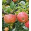Cider æble 'Dabinette' Malus X 'Dabinette' 4-8 Grene, 120-160 Cm. 7,5 Liter Potte 2 Cider æble 'Dabinette' Malus X 'Dabinette' 4-8 Grene, 120-160 Cm. 7,5 Liter Potte -Plantetorvet p17377 9336 malus x dabinette f874