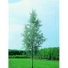 Sølvpil 'Saba' Salix Alba 'Saba' Træ Med Sidegrene,- Stammeomkreds 16-18 Cm. Med Klump
