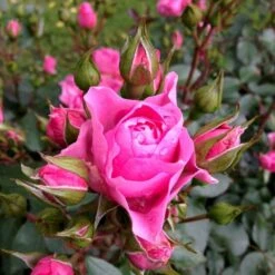 'I Am Grateful'™ Rosa X 'I Am Grateful'™ (Buketrose) A-Kvalitet,- Barrods Roser Min. 3 Grene -Plantetorvet p17951 51540 rosa x i am grateful buketrose a4ba