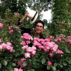 'I Am Grateful'™ Rosa X 'I Am Grateful'™ (Buketrose) A-Kvalitet,- Barrods Roser Min. 3 Grene -Plantetorvet p17951 51541 rosa x i am grateful buketrose 406d