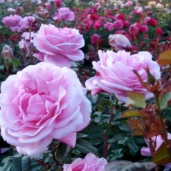 'Our Last Summer'™ Rosa X 'Our Last Summer'™ (Slyngrose) A-Kvalitet,- Barrods Roser Min. 3 Grene
