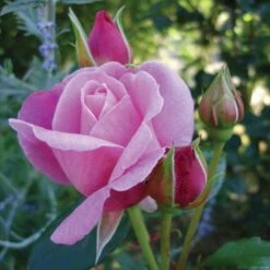 'Our Last Summer'™ Rosa X 'Our Last Summer'™ (Slyngrose) A-Kvalitet,- Barrods Roser Min. 3 Grene 5 'Our Last Summer'™ Rosa X 'Our Last Summer'™ (Slyngrose) A-Kvalitet,- Barrods Roser Min. 3 Grene -Plantetorvet p17954 52488 rosa x our last summer slyngrose 8a27