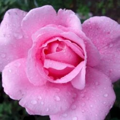 'Our Last Summer'™ Rosa X 'Our Last Summer'™ (Slyngrose) A-Kvalitet,- Barrods Roser Min. 3 Grene 6 'Our Last Summer'™ Rosa X 'Our Last Summer'™ (Slyngrose) A-Kvalitet,- Barrods Roser Min. 3 Grene -Plantetorvet p17954 52489 rosa x our last summer slyngrose dd8c