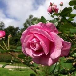 'Our Last Summer'™ Rosa X 'Our Last Summer'™ (Slyngrose) A-Kvalitet,- Barrods Roser Min. 3 Grene 8 'Our Last Summer'™ Rosa X 'Our Last Summer'™ (Slyngrose) A-Kvalitet,- Barrods Roser Min. 3 Grene -Plantetorvet p17954 52491 rosa x our last summer slyngrose 11a7