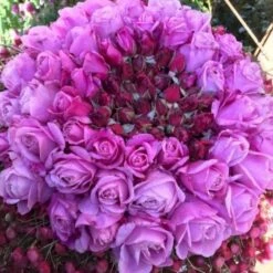 'Our Last Summer'™ Rosa X 'Our Last Summer'™ (Slyngrose) A-Kvalitet,- Barrods Roser Min. 3 Grene 9 'Our Last Summer'™ Rosa X 'Our Last Summer'™ (Slyngrose) A-Kvalitet,- Barrods Roser Min. 3 Grene -Plantetorvet p17954 52492 rosa x our last summer slyngrose 3f05