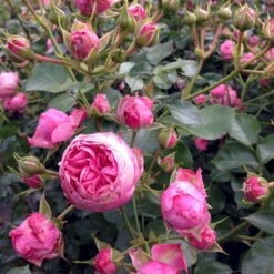 'She Loves You'™ Rosa X 'She Loves You'™ (Buketrose) A-Kvalitet,- Barrods Roser Min. 3 Grene -Plantetorvet p17955 51711 rosa x she loves you buketrose 9f24