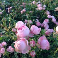 'She Loves You'™ Rosa X 'She Loves You'™ (Buketrose) A-Kvalitet,- Barrods Roser Min. 3 Grene -Plantetorvet p17955 51712 rosa x she loves you buketrose 4649