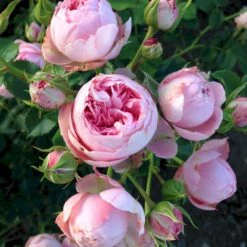 'She Loves You'™ Rosa X 'She Loves You'™ (Buketrose) A-Kvalitet,- Barrods Roser Min. 3 Grene -Plantetorvet p17955 51713 rosa x she loves you buketrose 4550