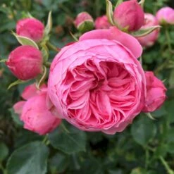 'She Loves You'™ Rosa X 'She Loves You'™ (Buketrose) A-Kvalitet,- Barrods Roser Min. 3 Grene -Plantetorvet p17955 51714 rosa x she loves you buketrose 6d7d