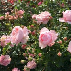 'Inner Wheel Forever'™ Rosa X 'Inner Wheel Forever'™ (Buketrose) A-Kvalitet,- Barrods Roser Min. 3 Grene