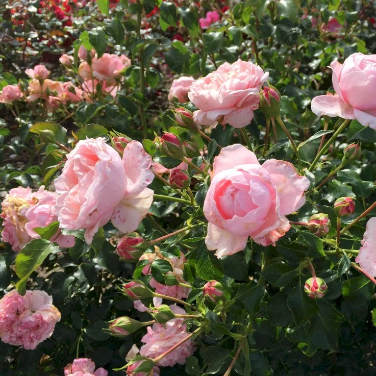 'Inner Wheel Forever'™ Rosa X 'Inner Wheel Forever'™ (Buketrose) A-Kvalitet,- barrods roser min. 3 grene 'Inner Wheel Forever'™ Rosa X 'Inner Wheel Forever'™ (Buketrose) A-Kvalitet,- Barrods Roser Min. 3 Grene -Plantetorvet p17959 51560 rosa x inner wheel forever buketrose 7556