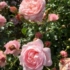 'Inner Wheel Forever'™ Rosa X 'Inner Wheel Forever'™ (Buketrose) A-Kvalitet,- Barrods Roser Min. 3 Grene 4 'Inner Wheel Forever'™ Rosa X 'Inner Wheel Forever'™ (Buketrose) A-Kvalitet,- Barrods Roser Min. 3 Grene -Plantetorvet p17959 51561 rosa x inner wheel forever buketrose 33c6
