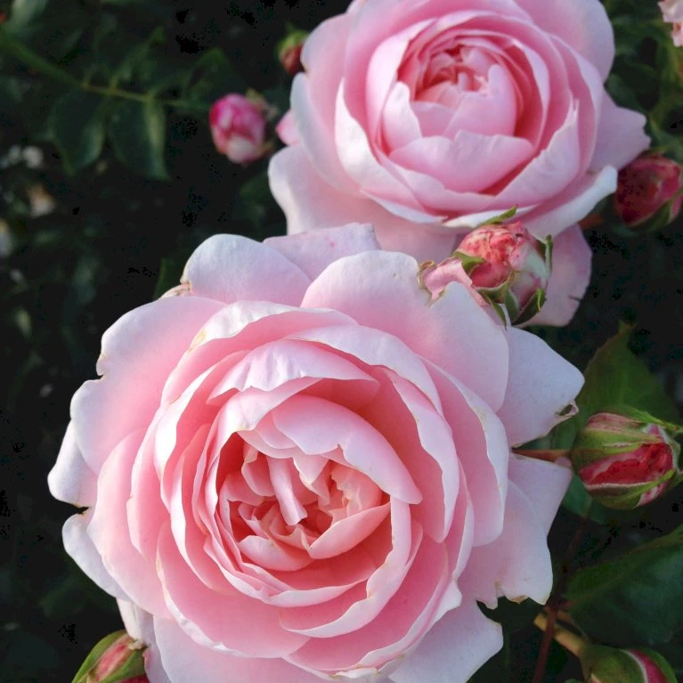 'Inner Wheel Forever'™ Rosa X 'Inner Wheel Forever'™ (Buketrose) A-Kvalitet,- barrods roser min. 3 grene 'Inner Wheel Forever'™ Rosa X 'Inner Wheel Forever'™ (Buketrose) A-Kvalitet,- Barrods Roser Min. 3 Grene -Plantetorvet p17959 51562 rosa x inner wheel forever buketrose 63a7