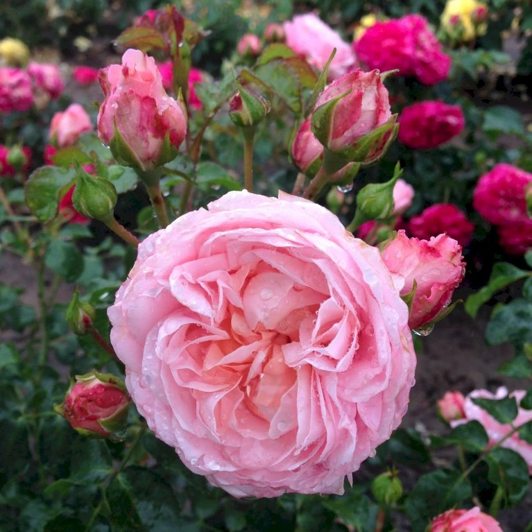 'Inner Wheel Forever'™ Rosa X 'Inner Wheel Forever'™ (Buketrose) A-Kvalitet,- barrods roser min. 3 grene 'Inner Wheel Forever'™ Rosa X 'Inner Wheel Forever'™ (Buketrose) A-Kvalitet,- Barrods Roser Min. 3 Grene -Plantetorvet p17959 51563 rosa x inner wheel forever buketrose 4548