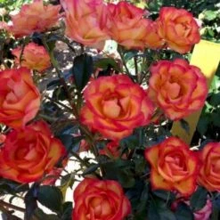 'My Story'™ Rosa X 'My Story'™ (Buketrose) A-Kvalitet,- Barrods Roser Min. 3 Grene -Plantetorvet p17961 51632 rosa x my story buketrose a4be