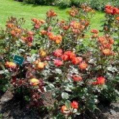 'My Story'™ Rosa X 'My Story'™ (Buketrose) A-Kvalitet,- Barrods Roser Min. 3 Grene -Plantetorvet p17961 51633 rosa x my story buketrose 2317