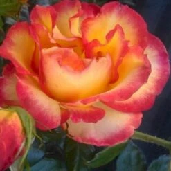 'My Story'™ Rosa X 'My Story'™ (Buketrose) A-Kvalitet,- Barrods Roser Min. 3 Grene -Plantetorvet p17961 51634 rosa x my story buketrose 52e8