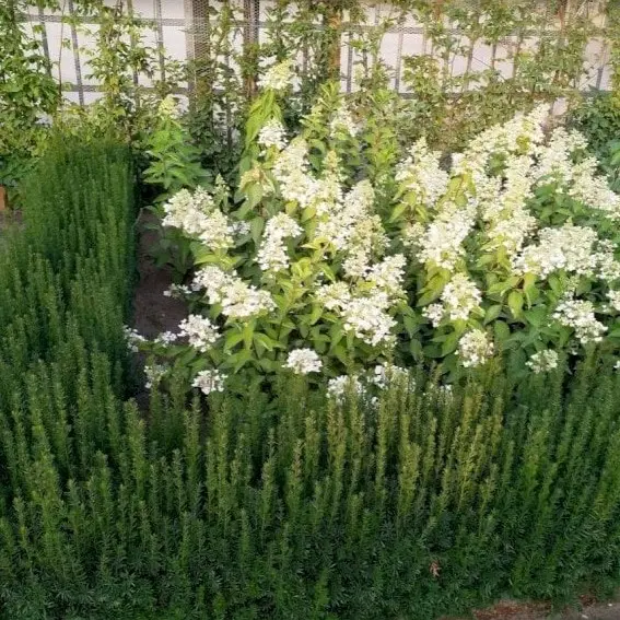 Søjletaks'Rising Star' - Taxus media 'Rising Star' - Hækplanter Søjletaks'Rising Star' - Taxus Media 'Rising Star' - Hækplanter -Plantetorvet p17968 52852 taxus media rising star 8ef8