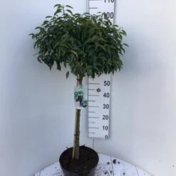 Portugisisk Laurbærkirsebær Prunus Lusitanica 'Angustifolia' Opstammet 60 Cm. 10 Liter Potte