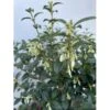 Stenved Osmanthus Burkwoodi Potte 3,5 Liter 20-30 Cm. 2 Stenved Osmanthus Burkwoodi Potte 3,5 Liter 20-30 Cm. -Plantetorvet p17978 47573 osmanthus burkwoodi a4d7